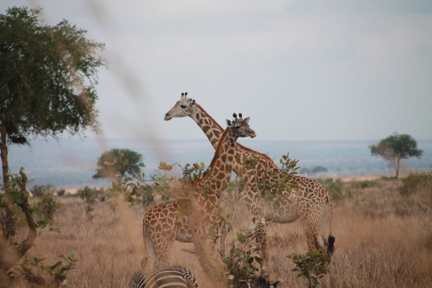 Safari in Tanzania